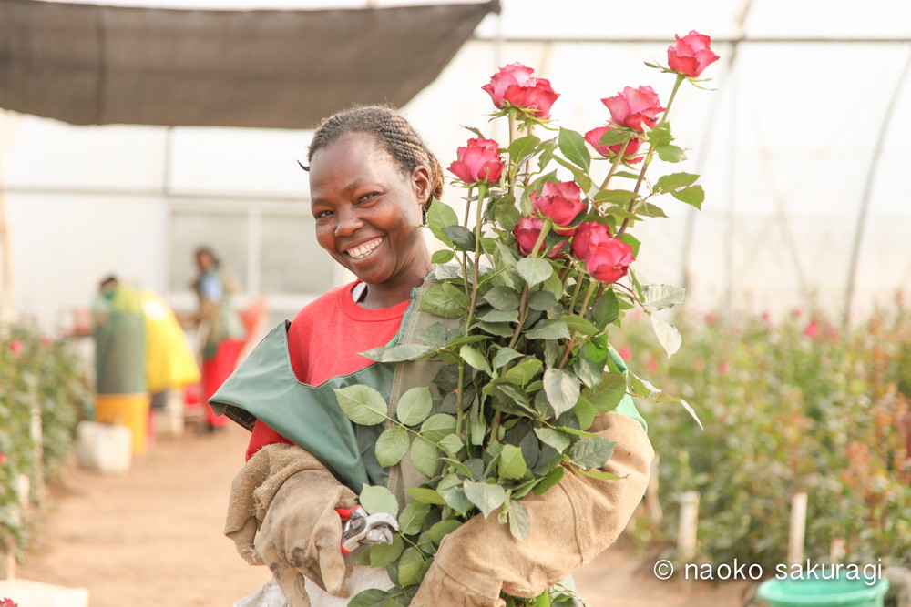 Afrika Rose アフリカの花屋