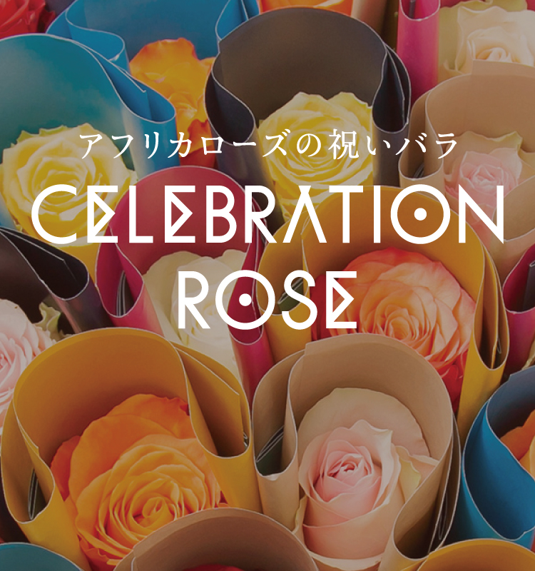 アフリカローズの祝いバラ「CELEBRATION ROSE」新登場