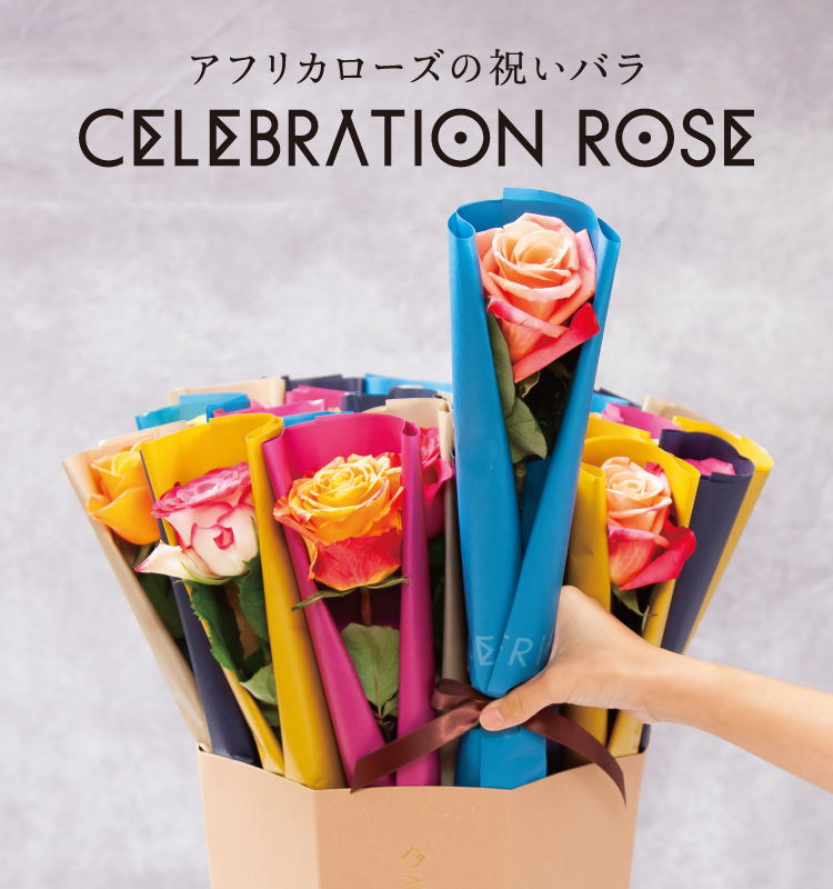 アフリカローズの祝いバラ「CELEBRATION ROSE」好評発売中！ イメージ