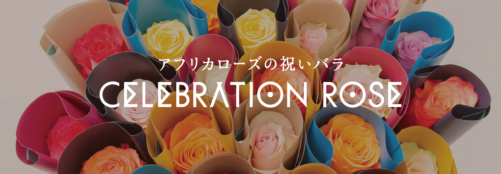 新規出店祝い、周年記念のお祝いに〜アフリカローズの祝いバラ〜