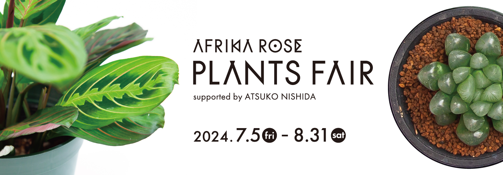 AFRIKA ROSE PLANTS FAIR 2024