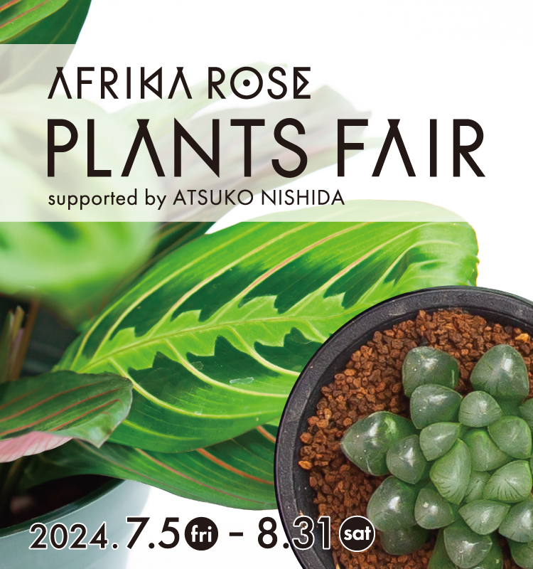 AFRIKA ROSE PLANTS FAIR 2024 イメージ